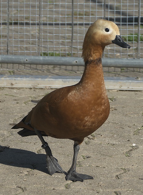 类似